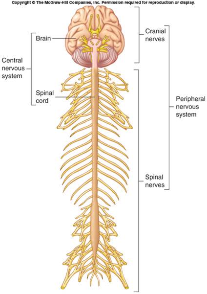 PTA 103 Organization of the Neuro System.jpg